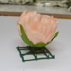 Peach Peony Heads Closed - Pack of 10
