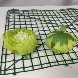 Green and Ivory Peony Heads Closed - Pack of 10